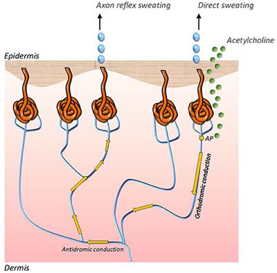 The Investigation of the Cardiovascular and Sudomotor Autonomic Nervous System—A Review